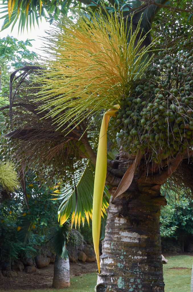 Hyophorbe lagenicaulis - Maurice