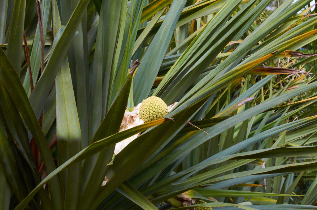 Pandanus utilis - Maurice