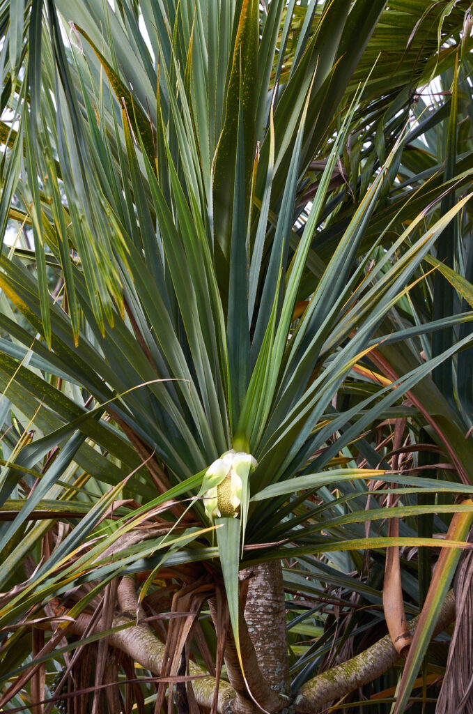 Pandanus utilis - Maurice