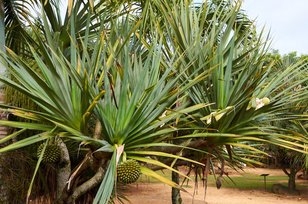Pandanus utilis - Maurice