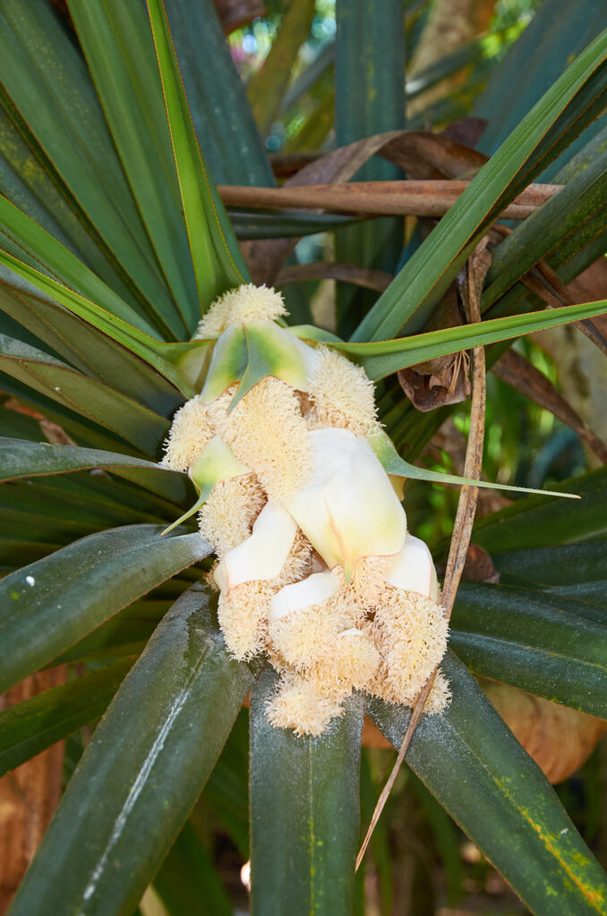 Pandanus utilis - Maurice