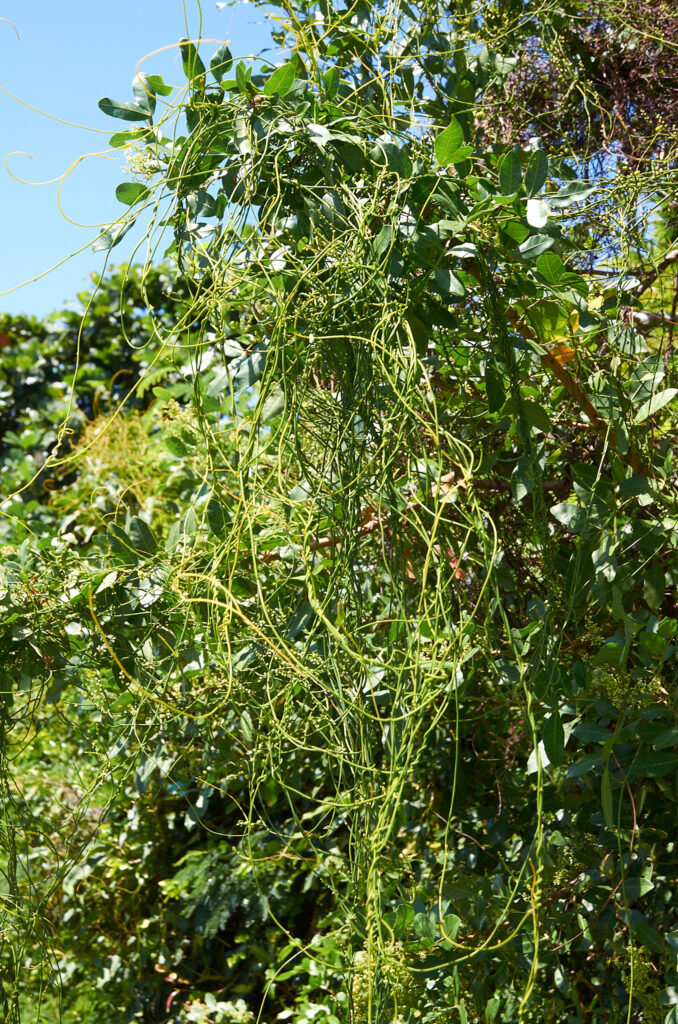 Cassytha filiformis - Maurice
