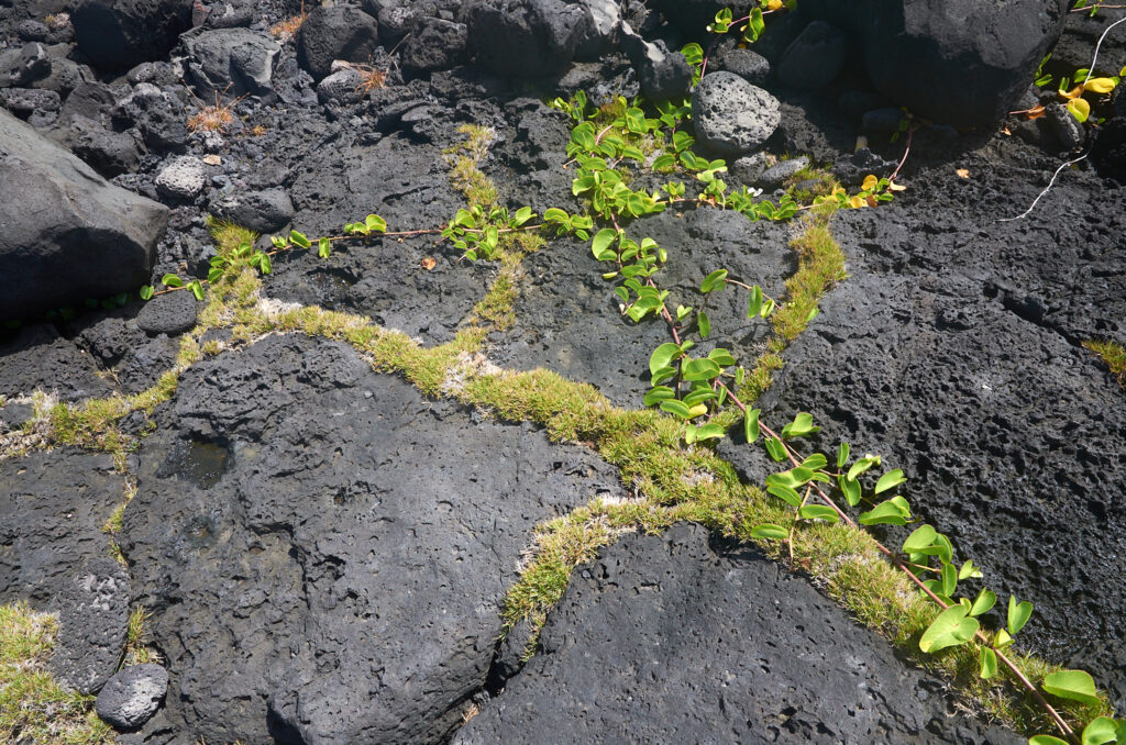 Ipomoea pes-caprae - Maurice