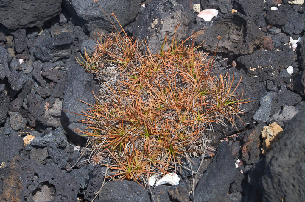Fimbristylis cymosa - Maurice