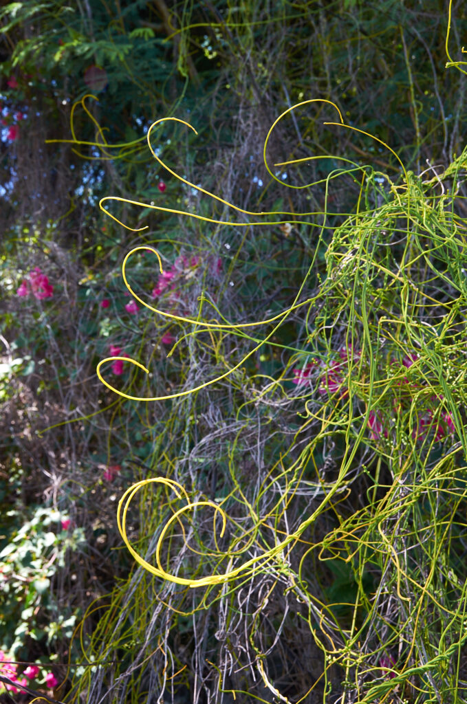 Cassytha filiformis - Maurice
