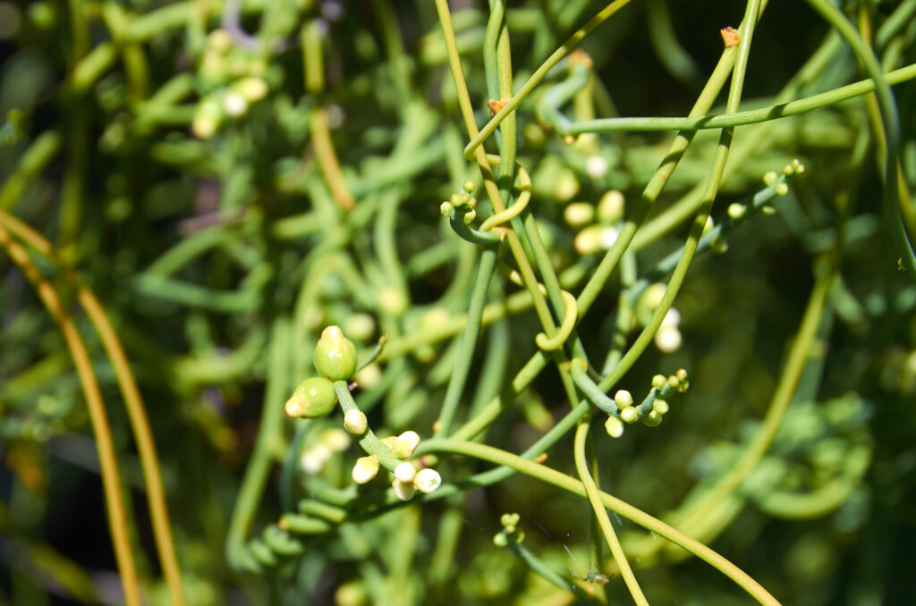 Cassytha filiformis - Maurice