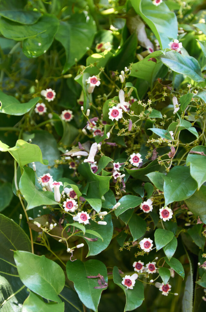 Paederia foetida - Maurice