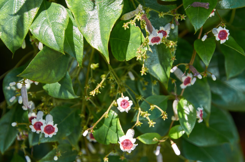 Paederia foetida - Maurice