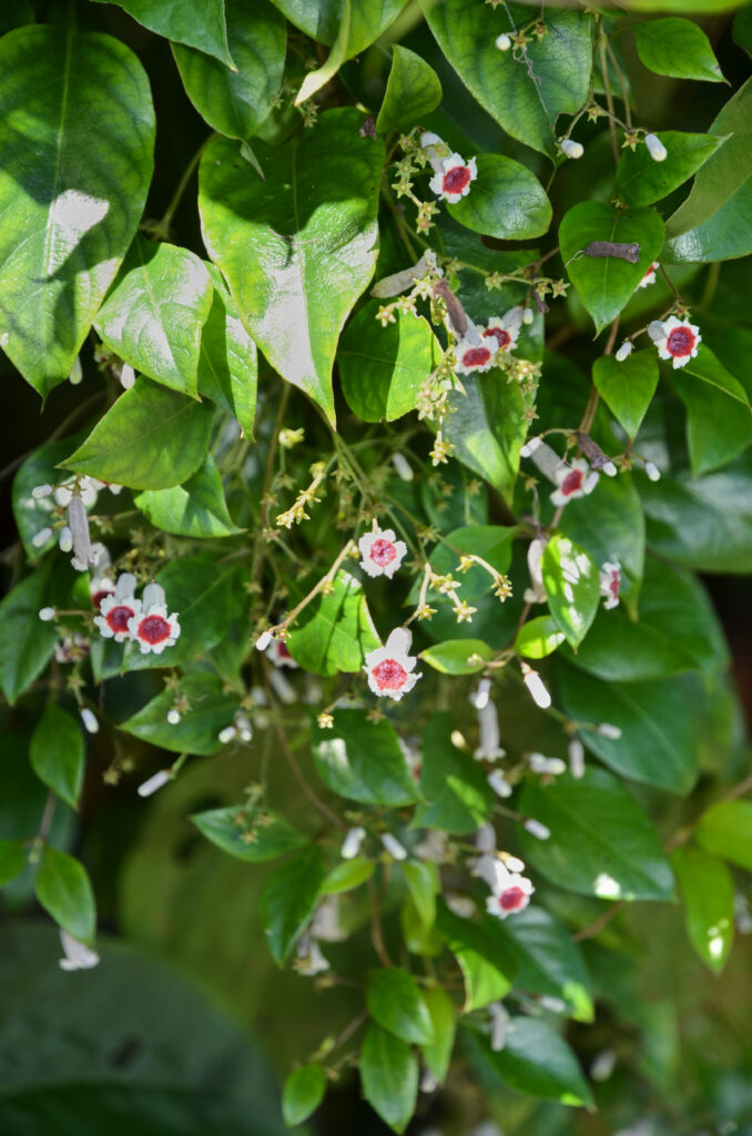 Paederia foetida - Maurice