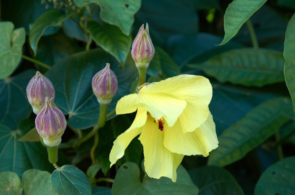 Hibiscus tiliaceus - Maurice