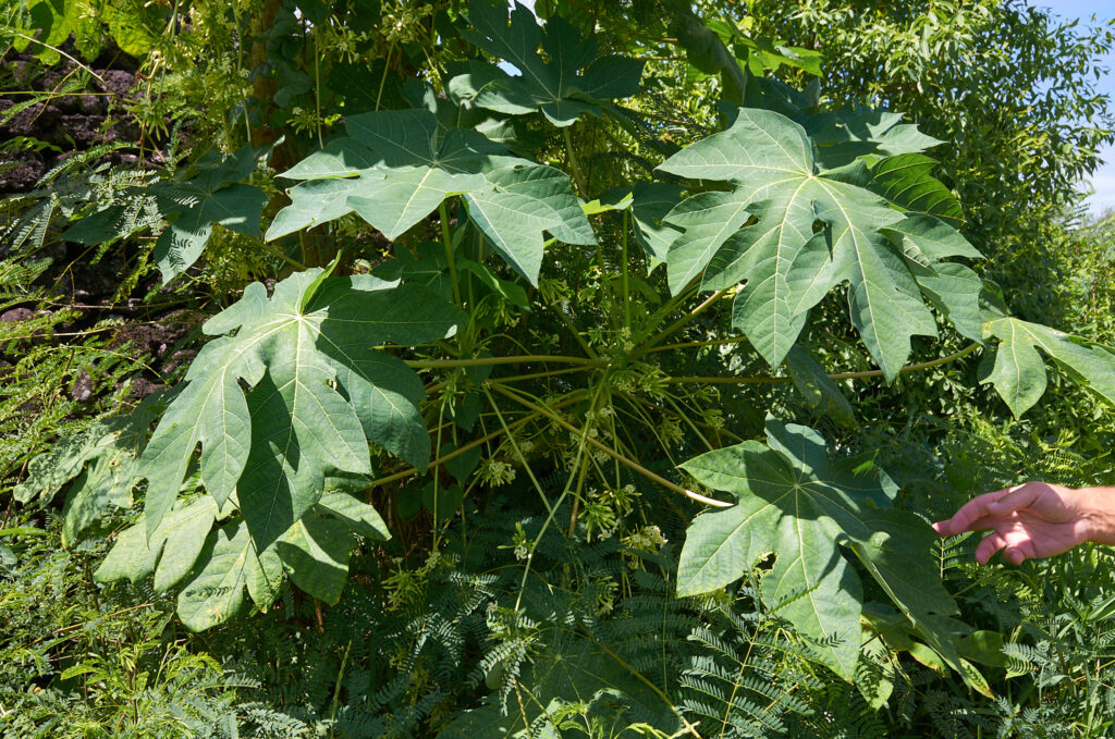 Carica papaya - Maurice