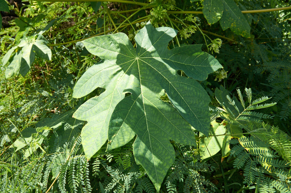 Carica papaya - Maurice