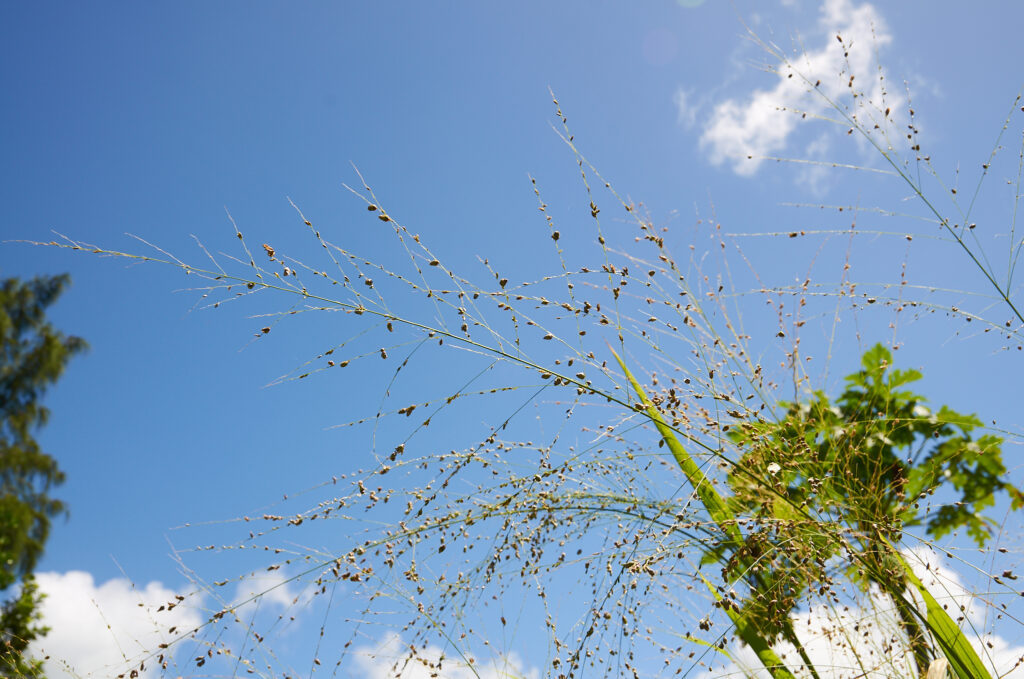 Isachne mauritiana - Maurice