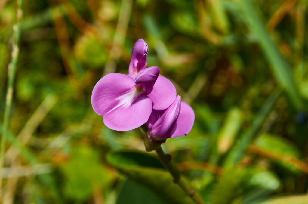 Canavalia rosea -Maurice