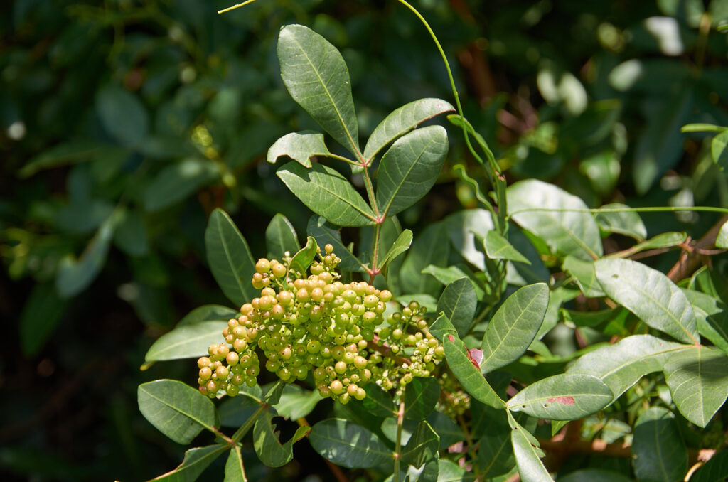 Schinus terebinthifolia - Maurice