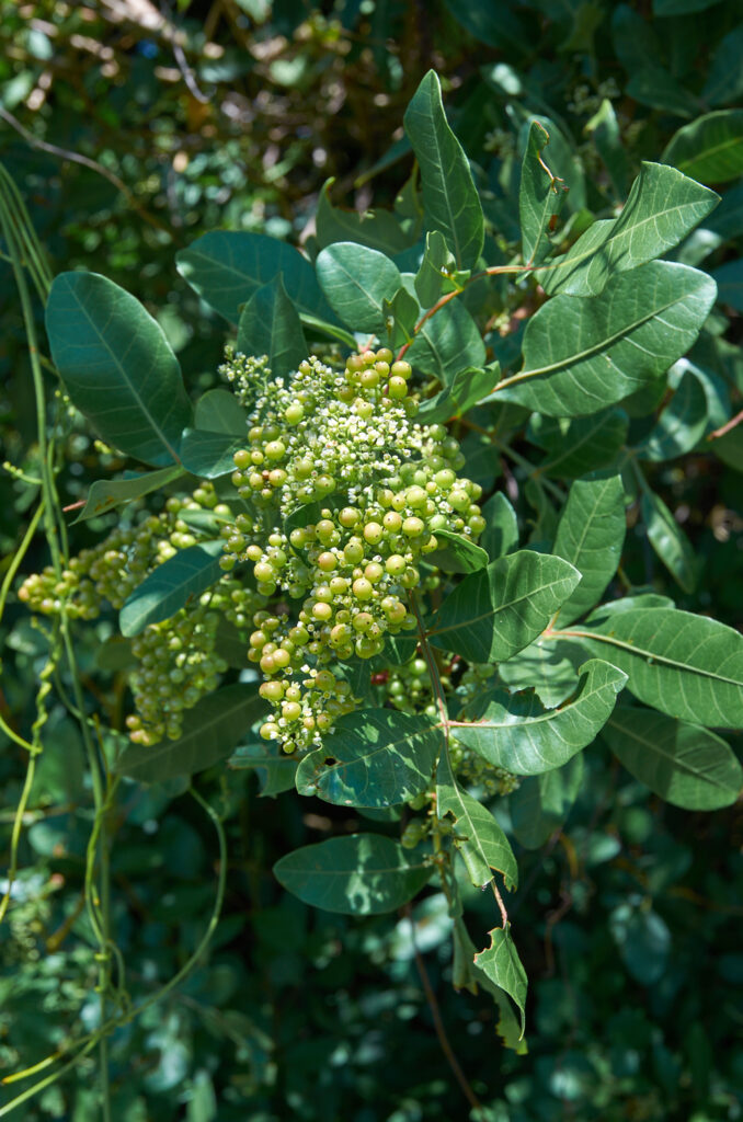 Schinus terebinthifolia - Maurice