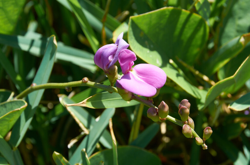 Canavalia rosea -Maurice
