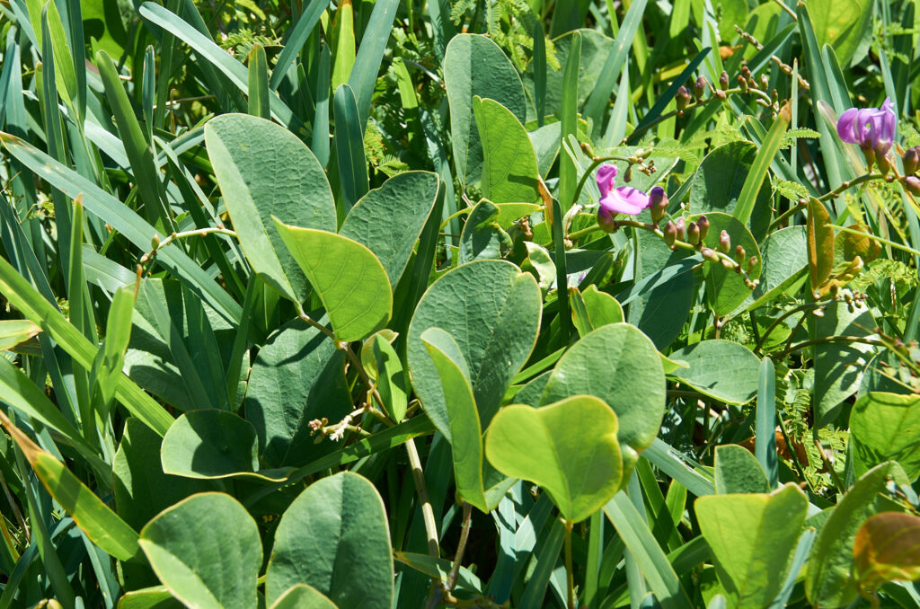 Canavalia rosea -Maurice
