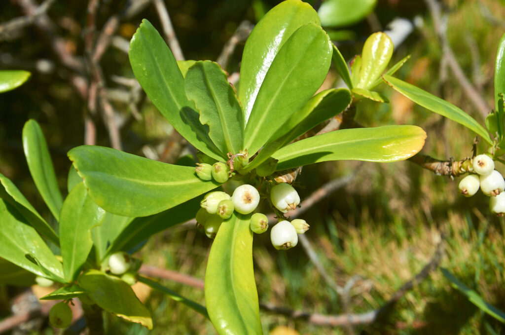 Scaevola taccada - Maurice