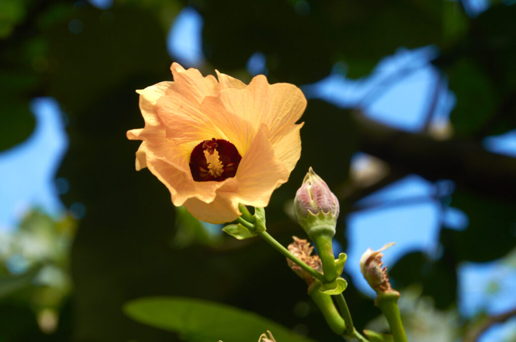 Hibiscus tiliaceus - Maurice