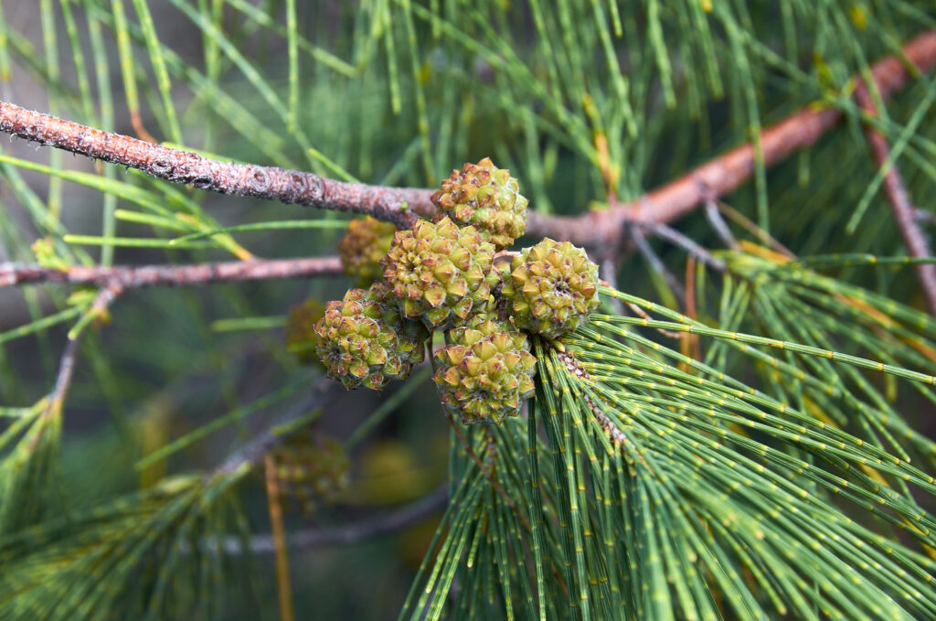 Casuarina equisetifolia - Maurice