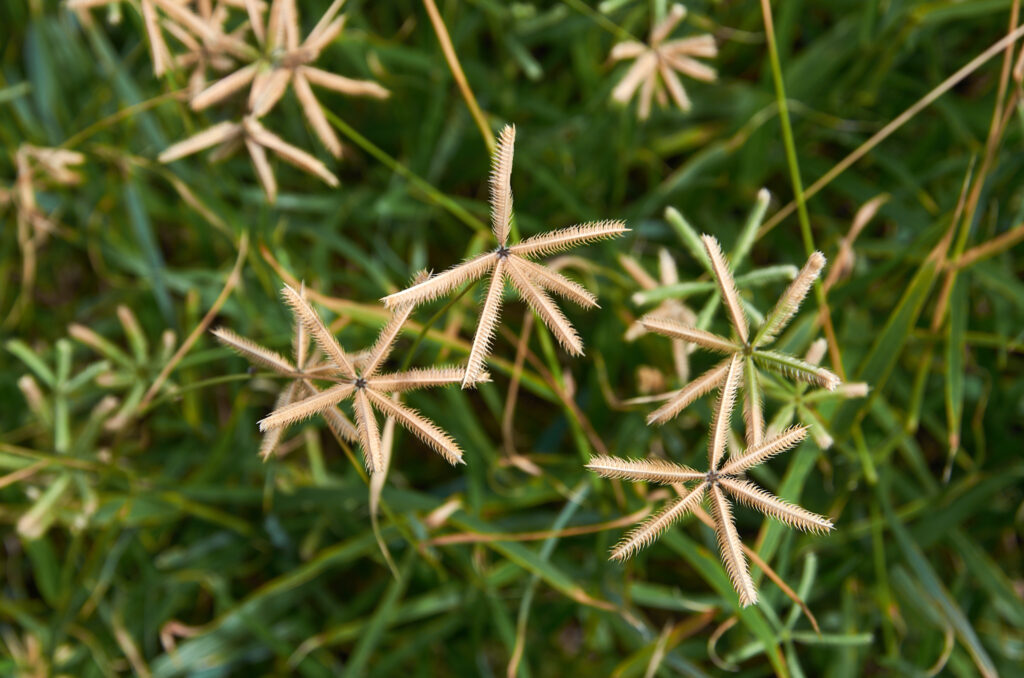 Dactyloctenium aegyptium - Maurice