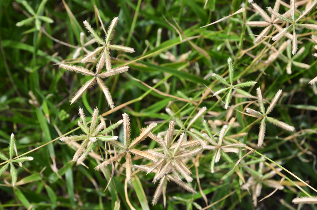 Dactyloctenium aegyptium - Maurice