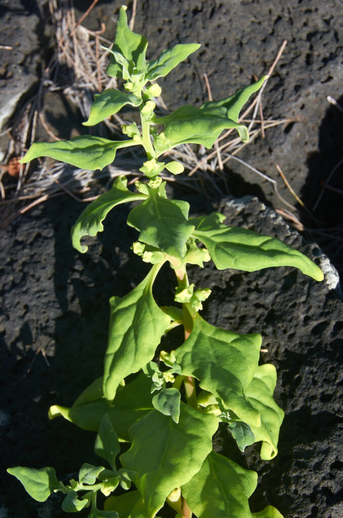 Tetragonia tetragonoides -Maurice